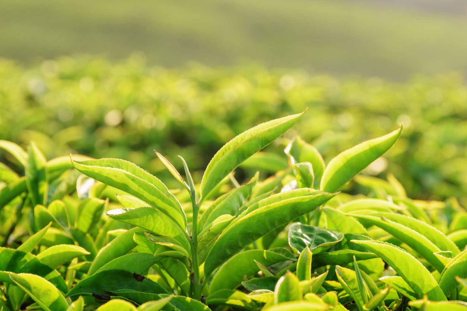 چای سبز برای لاغری + بهترین زمان مصرف و نحوه لاغری با چای ...